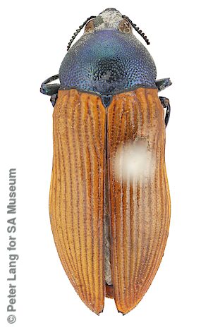 Castiarina guttata, SAMA 25-017942, female, Australia, W. White, photo by Peter Lang for SA Museum, 15.7 × 6.1 mm